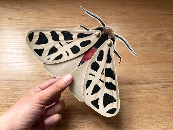 Armable de papel - Polilla tigre - Imagen 3