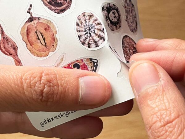 Planilla de stickers Curiosidades naturales - Imagen 4